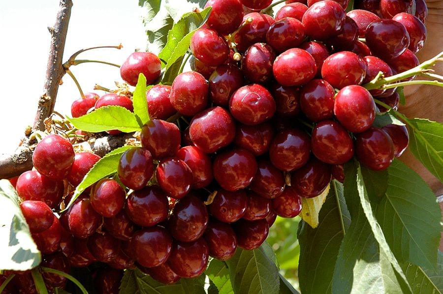 Dave Wilson Cherry Lapins Bare Root Fruit Tree