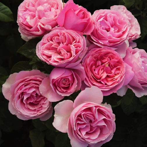 All Dressed Up™ Rose - 3 Gallon