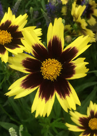 Coreopsis SuperStar - 1 Gallon