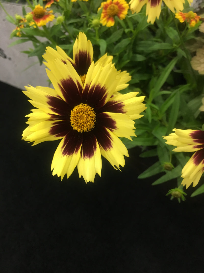Coreopsis SuperStar - 1 Gallon