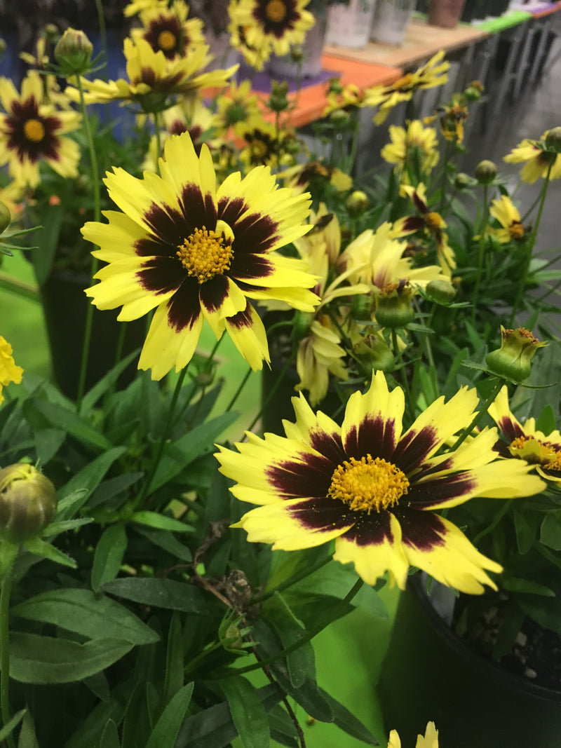Coreopsis SuperStar - 1 Gallon