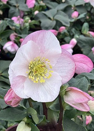 Helleborus Winter Ballet Lola - 1 Gallon — Blooming Junction