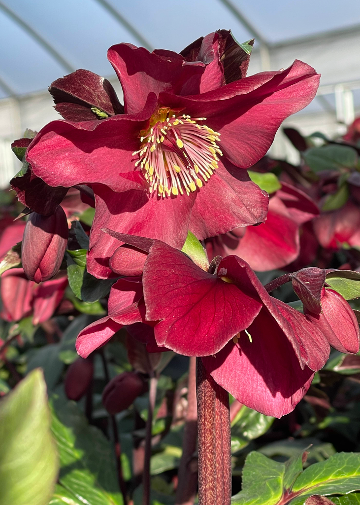 plant hellebore Helleborus Ice N' Roses® Red Romance