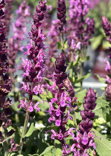 Salvia Sixteen Candles - 1 Gallon