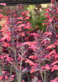 Agastache SL Coral - 1 Gallon