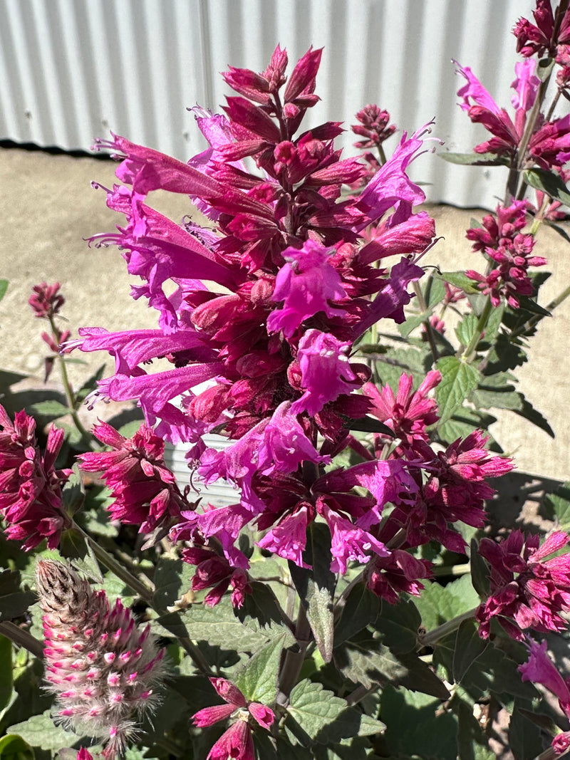 Agastache SL Magenta - 1 Gallon