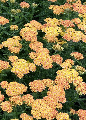 Achillea Skysail Yellow - 3.5"