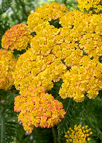 Achillea Skysail Yellow - 3.5"