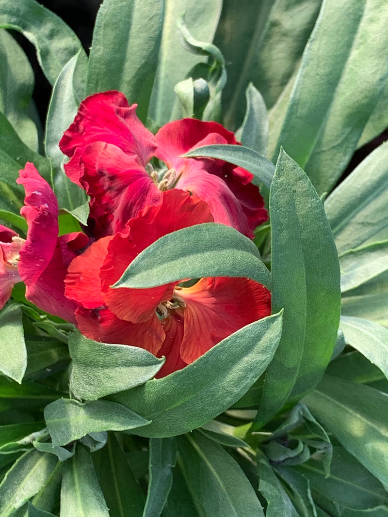 Erysimum Winter Passion - 1 Gallon