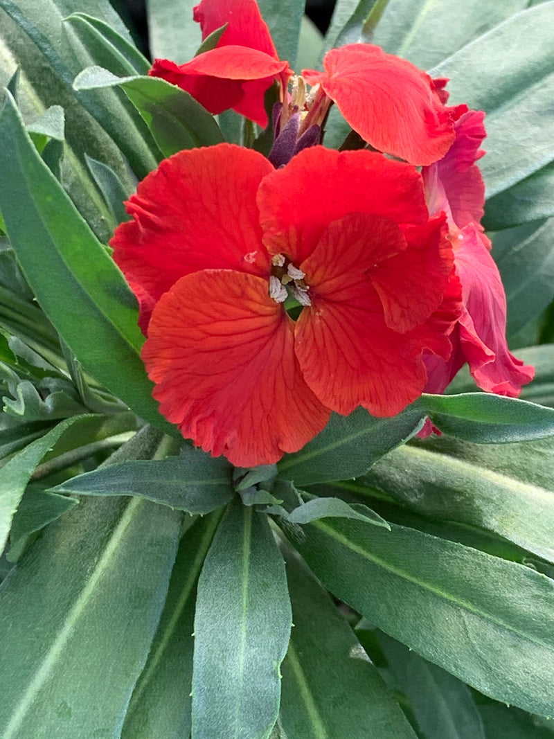 Erysimum Winter Passion - 1 Gallon