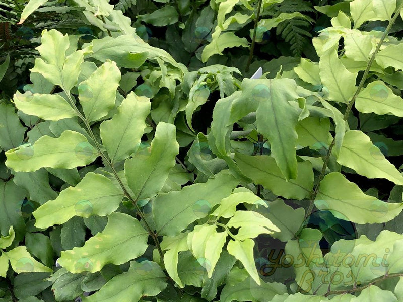 Fern Fortune's Holly - 3.5"