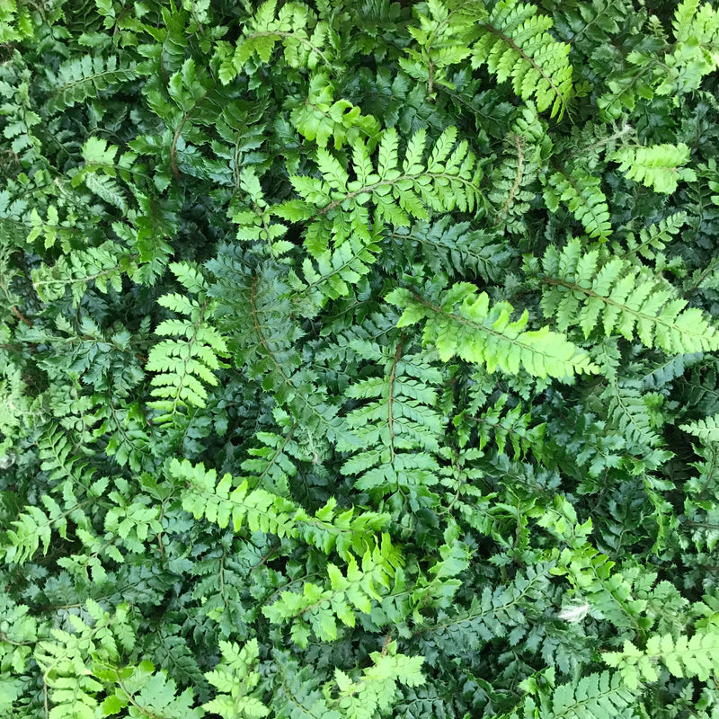 Fern Tassel - 3.5"