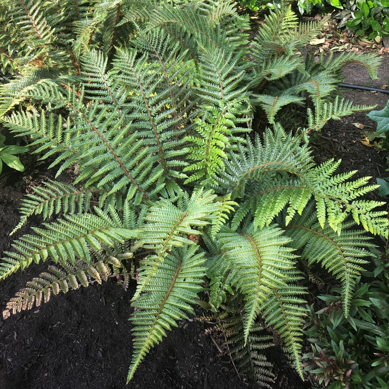 Fern Tassel - 3.5"