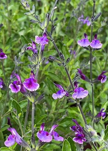 Salvia Oriental Dove - 1 Gallon