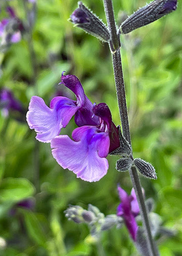 Salvia Oriental Dove - 1 Gallon