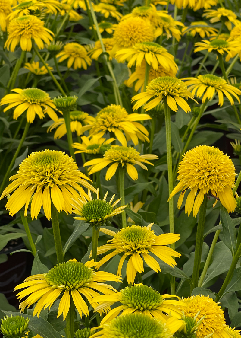 Echinacea Sunny Days Lemon - 1 Gallon
