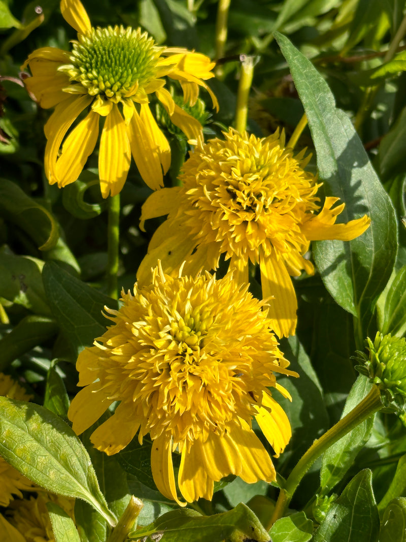 Echinacea Sunny Days Lemon - 1 Gallon