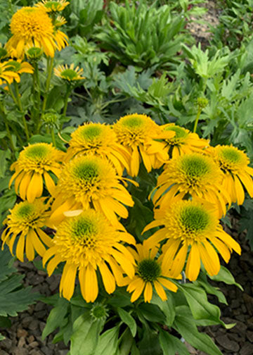 Echinacea Sunny Days Lemon - 1 Gallon
