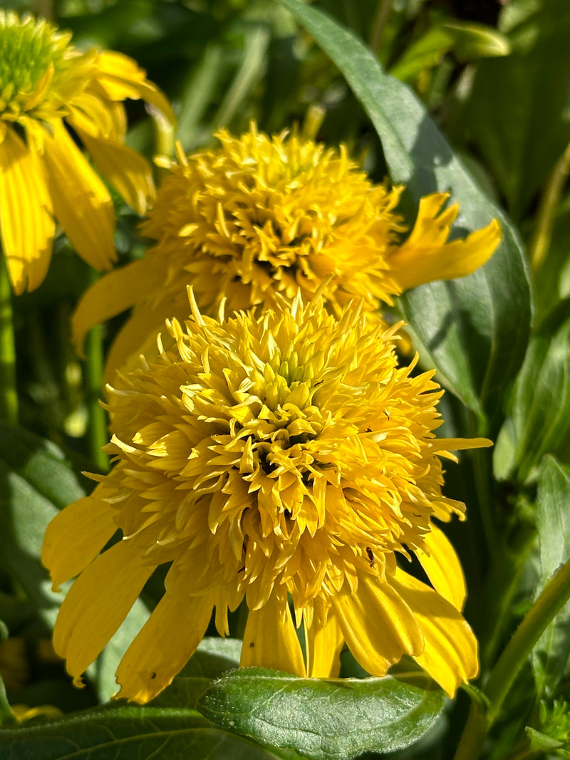 Echinacea Sunny Days Lemon - 1 Gallon