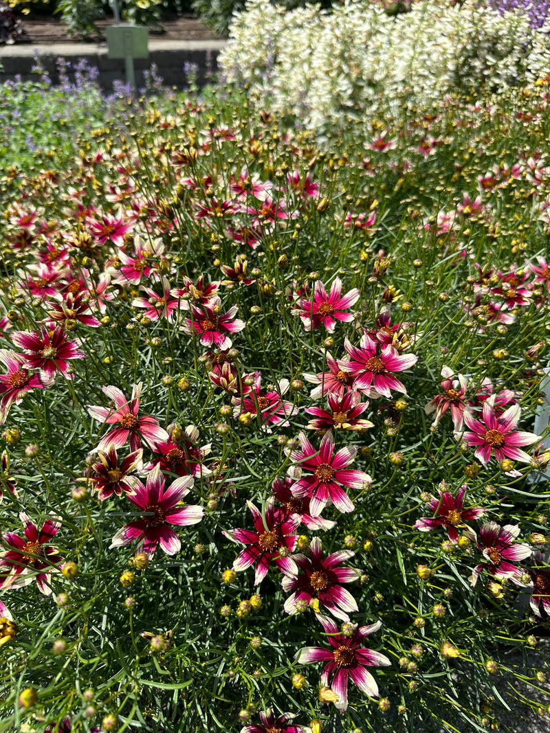 Coreopsis Sunstar Rose - 1 Gallon