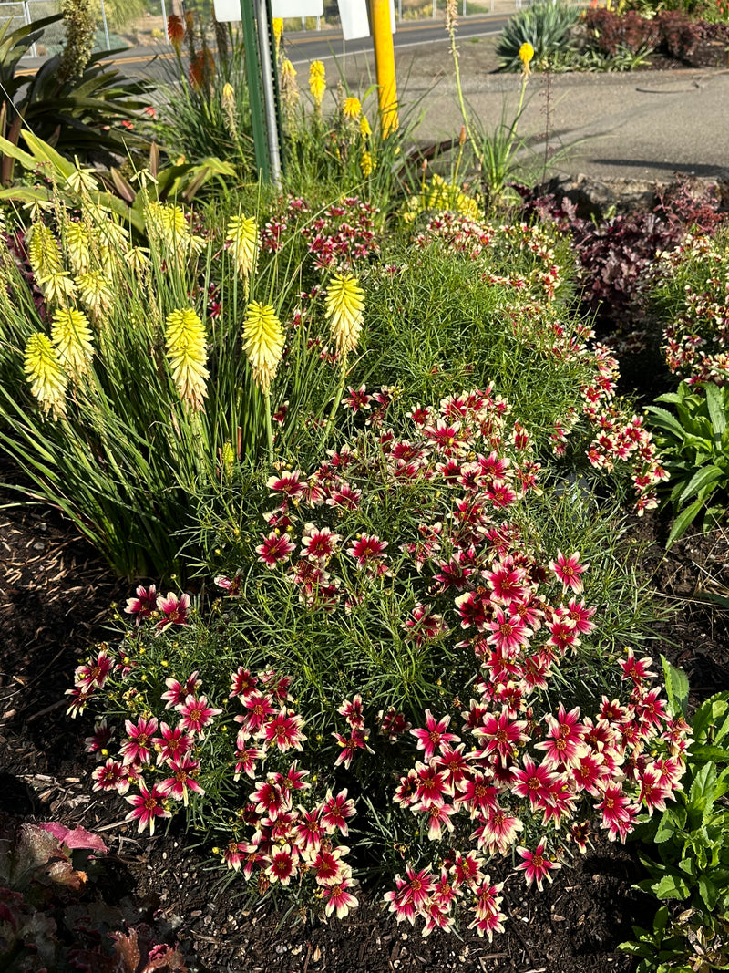 Coreopsis Sunstar Rose - 1 Gallon