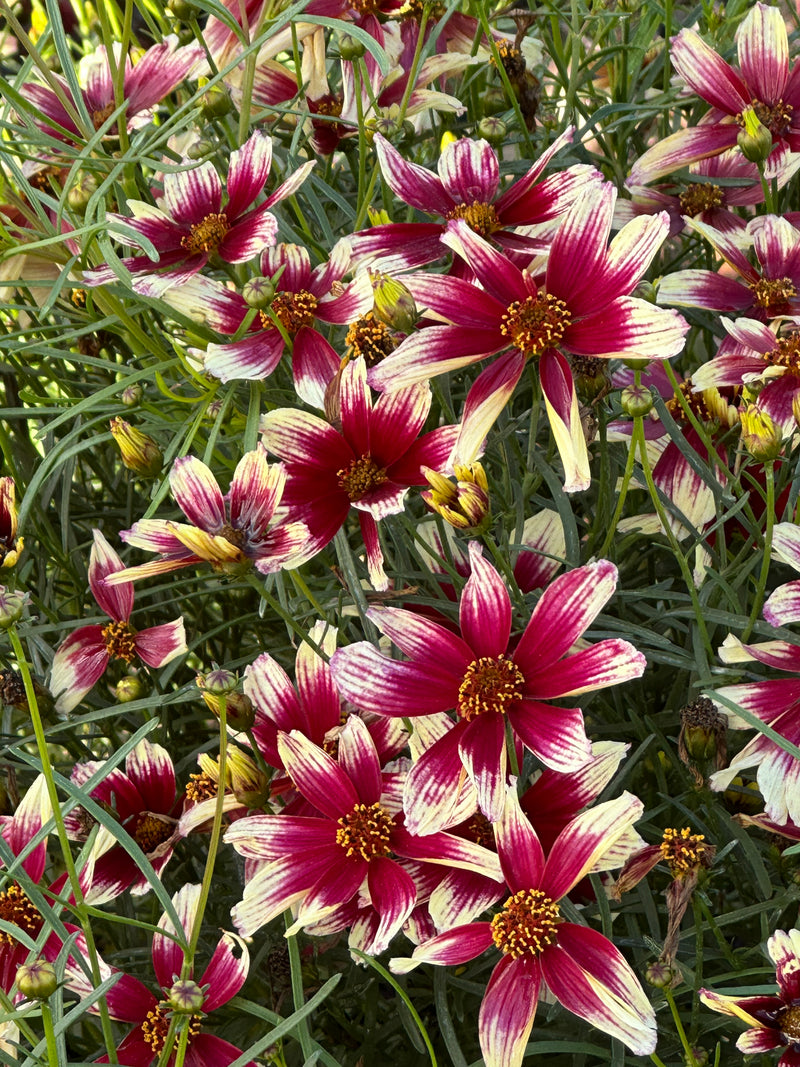 Coreopsis Sunstar Rose - 1 Gallon