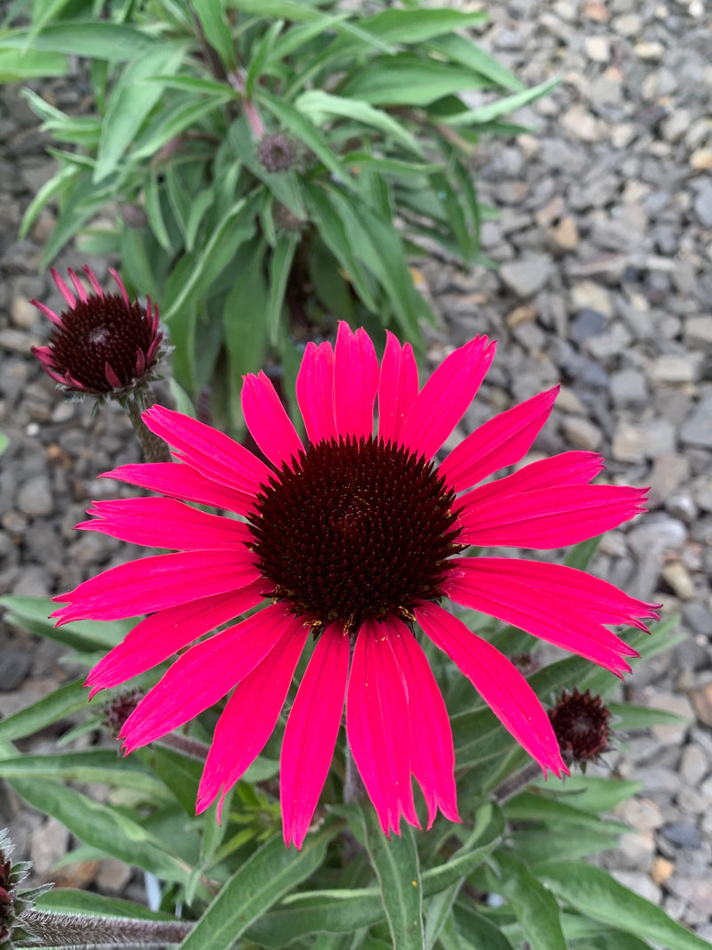 Echinacea Wicked - 1 Gallon