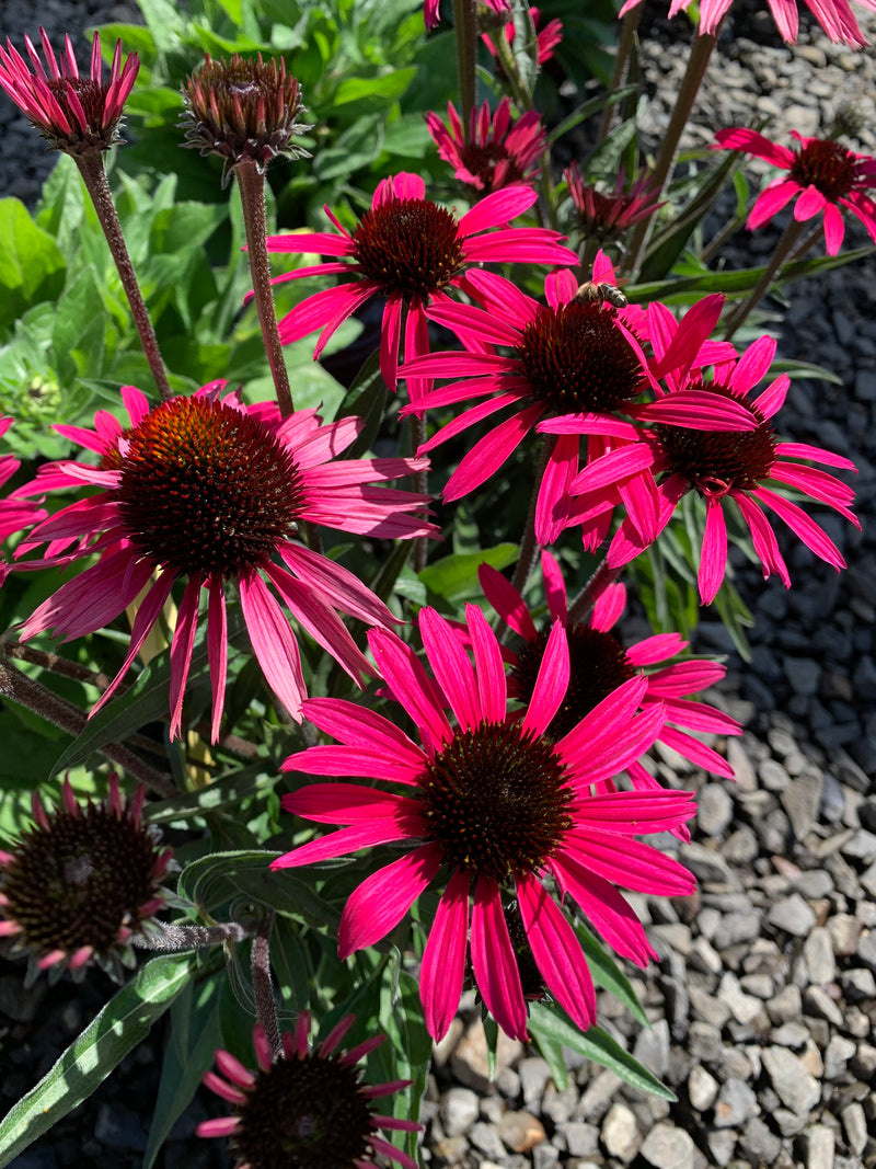 Echinacea Wicked - 1 Gallon