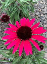 Echinacea Wicked - 1 Gallon