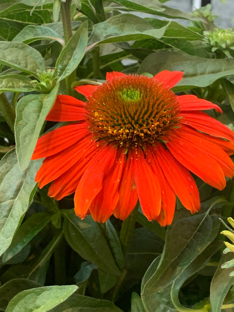 Echinacea Artisan Red Ombre - 1 Gallon
