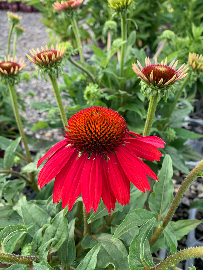 Echinacea Artisan Red Ombre - 1 Gallon