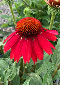 Echinacea Artisan Red Ombre - 1 Gallon
