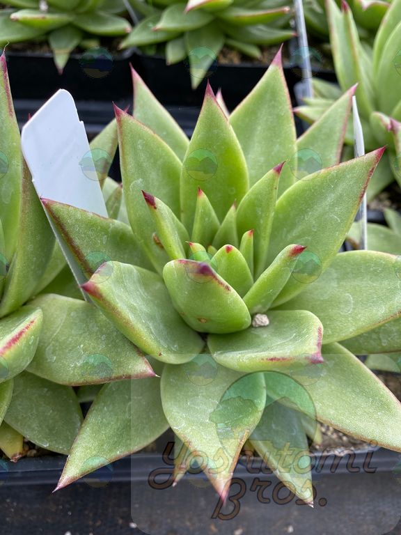 Echeveria Ebony