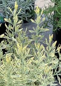 Lavender Meerlo - Quart