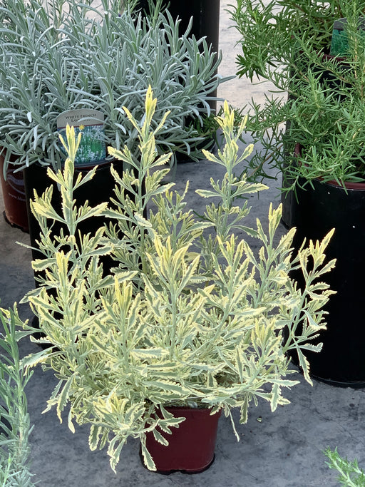 2 gallon lavender plant Lavender Meerlo