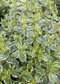 Abelia Radiance - 1 Gallon