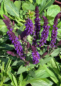 Salvia Salvatore Blue - 1 Gallon