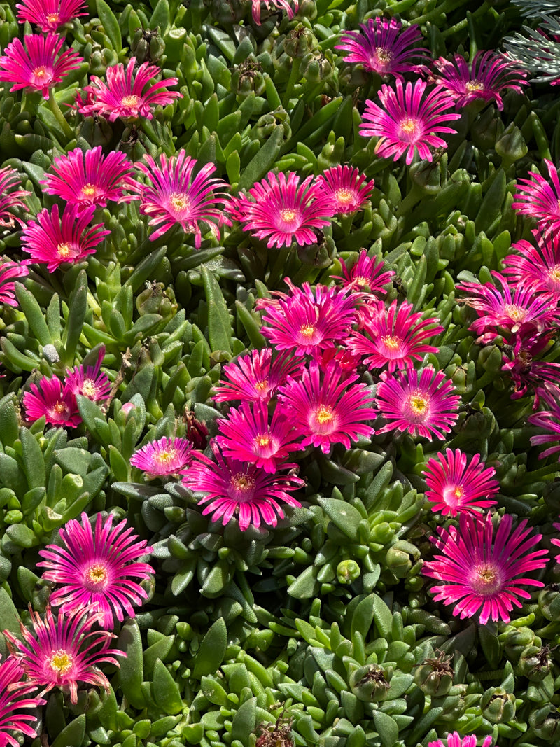 Delosperma Granita Raspberry Ice - 3.5"