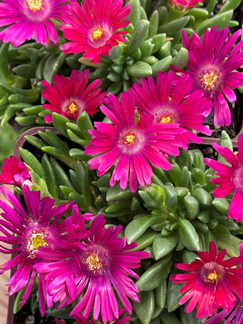 Delosperma Granita Raspberry Ice - 3.5"