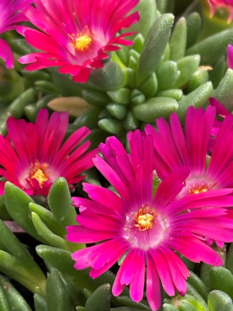 Delosperma Granita Raspberry Ice - 3.5"