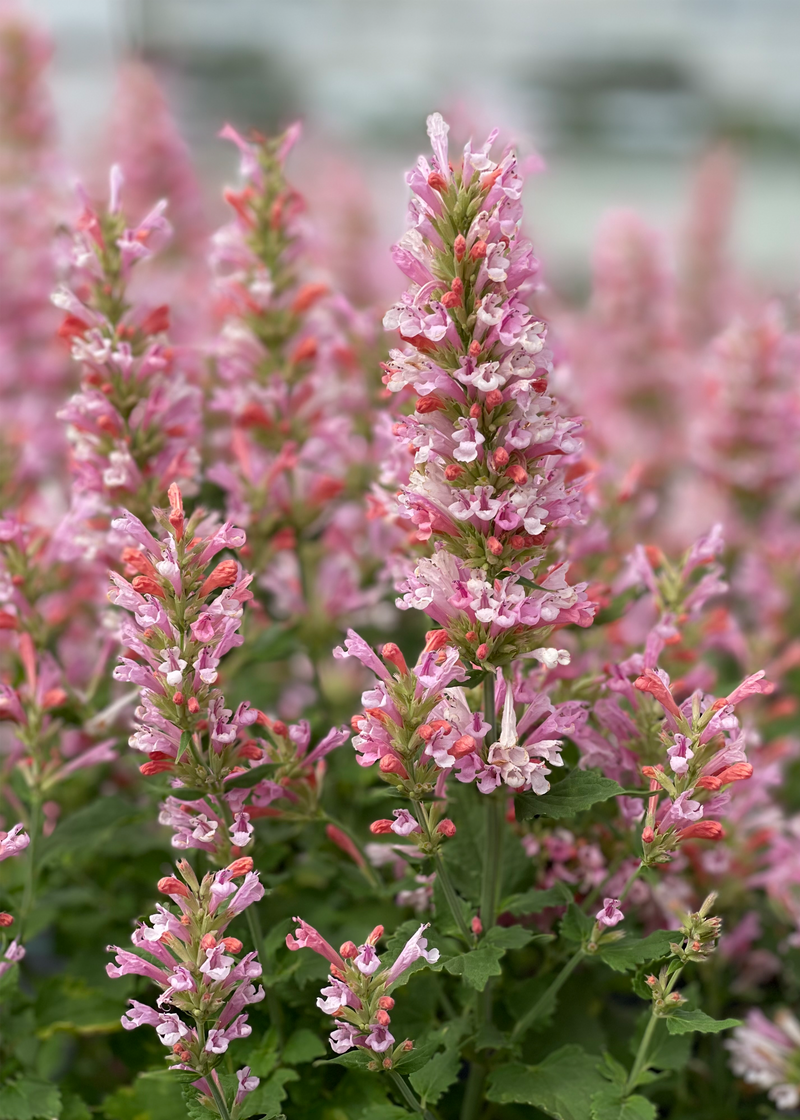 Agastache Pink Pearl - 1 Gallon