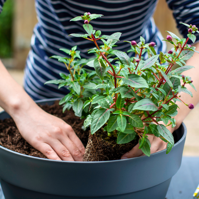 CLASS Autumn Arrangements: Designing Your Fall Containers