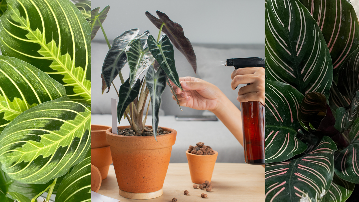 CLASS: Thrive Inside - A Houseplant Care Masterclass