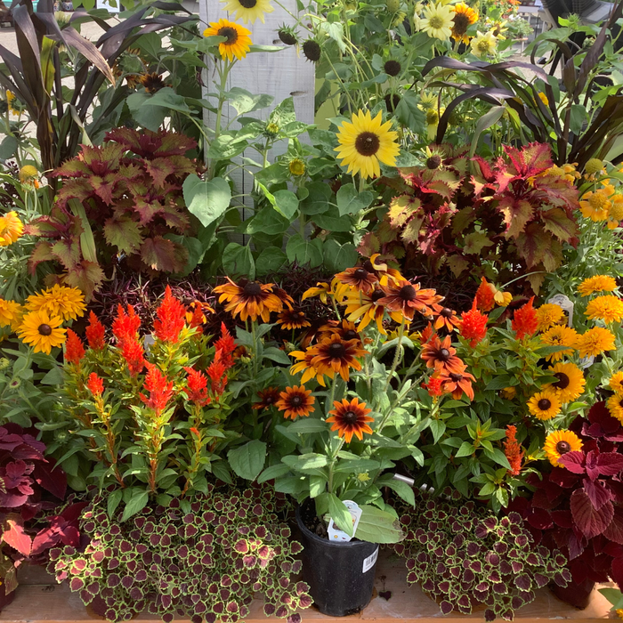 CLASS Autumn Arrangements: Designing Your Fall Containers