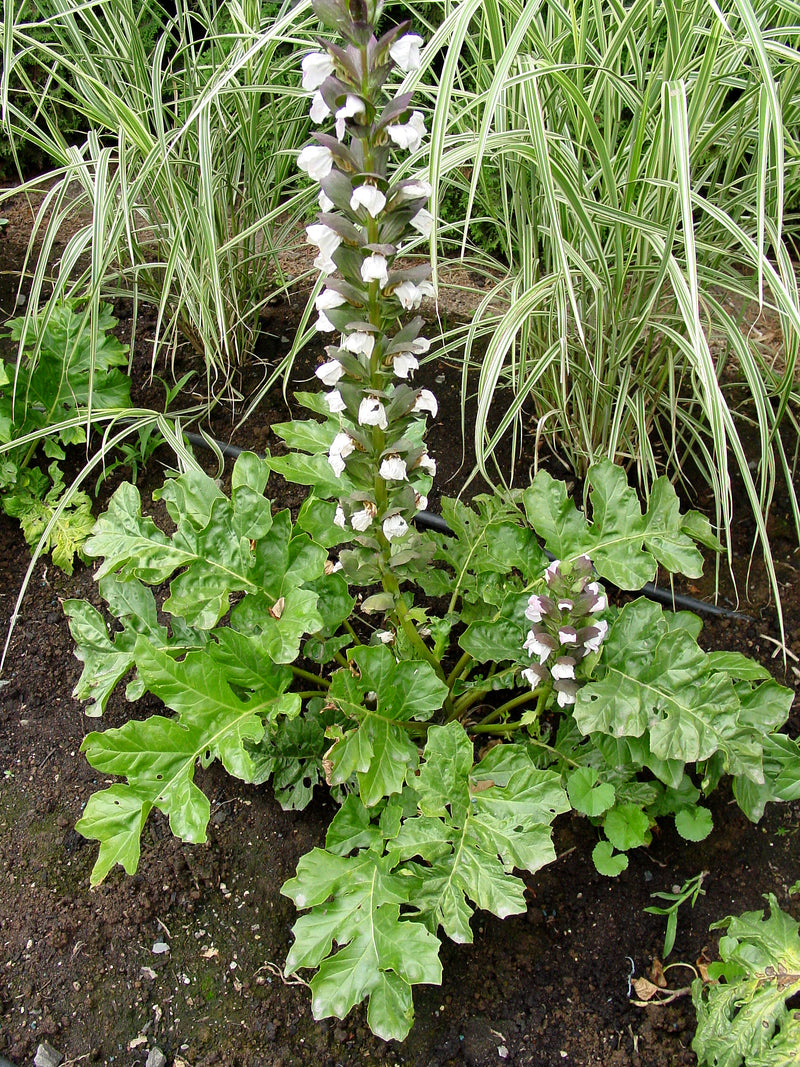 Acanthus mollis Bears Breeches - 2 Gallon