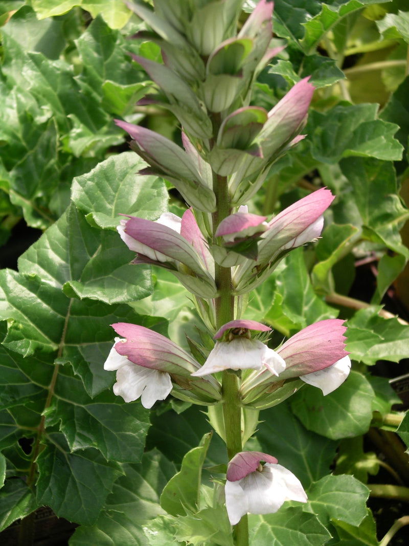 Acanthus mollis Bears Breeches - 2 Gallon