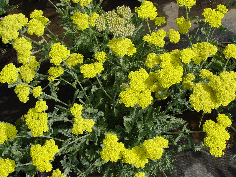 Achillea Moonshine - 1 Gallon