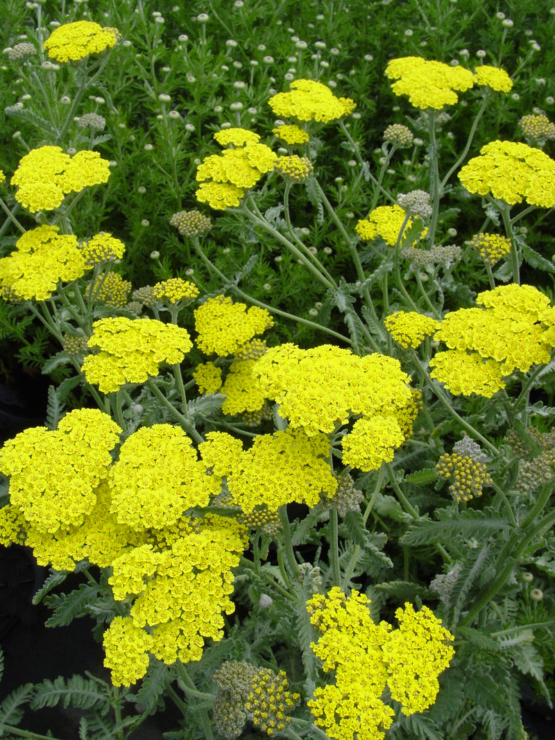 Achillea Moonshine - 1 Gallon
