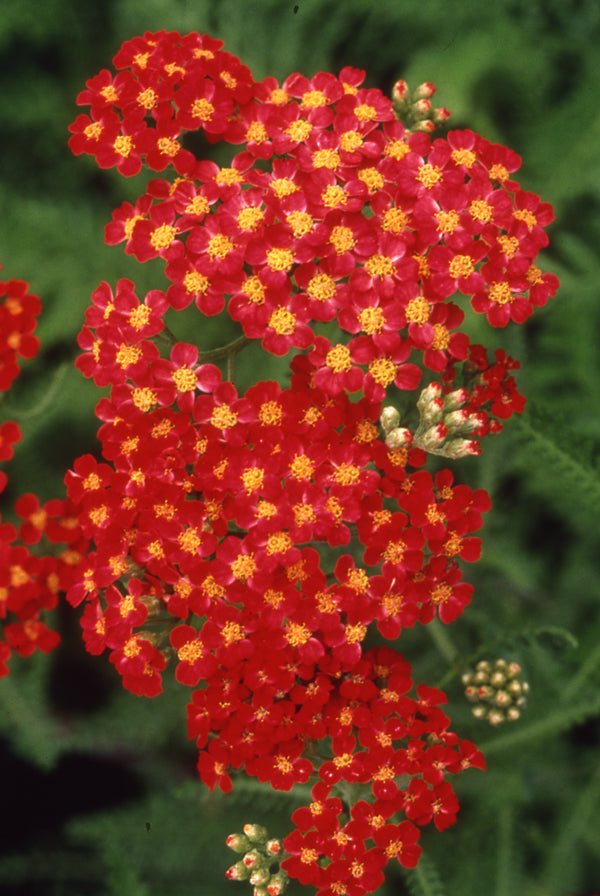 Achillea m. Paprika