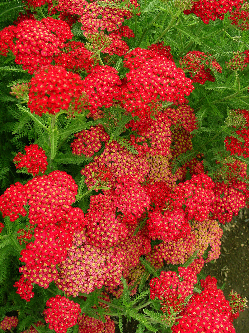 Achillea m. Paprika